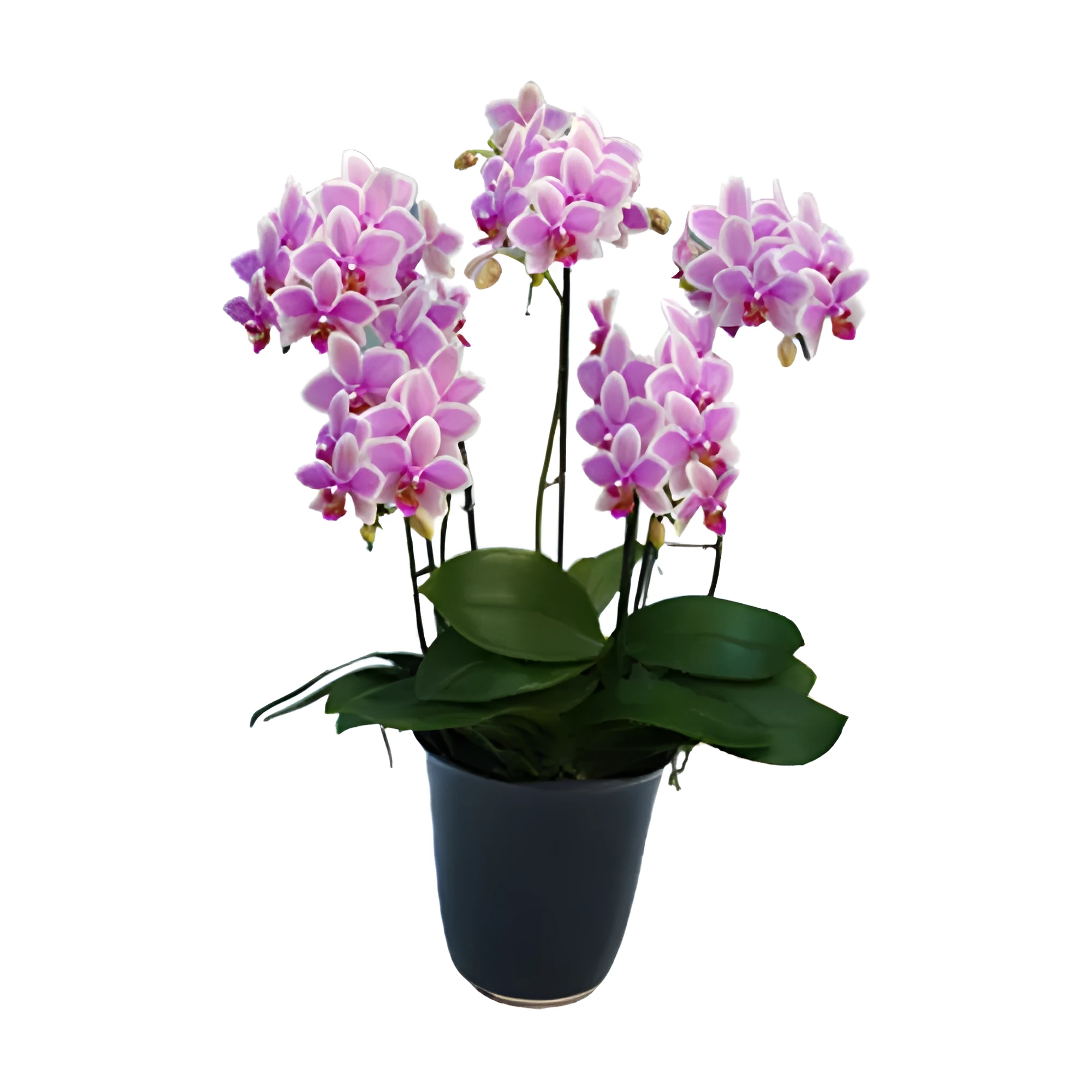 Aloha Mermaid Orchid